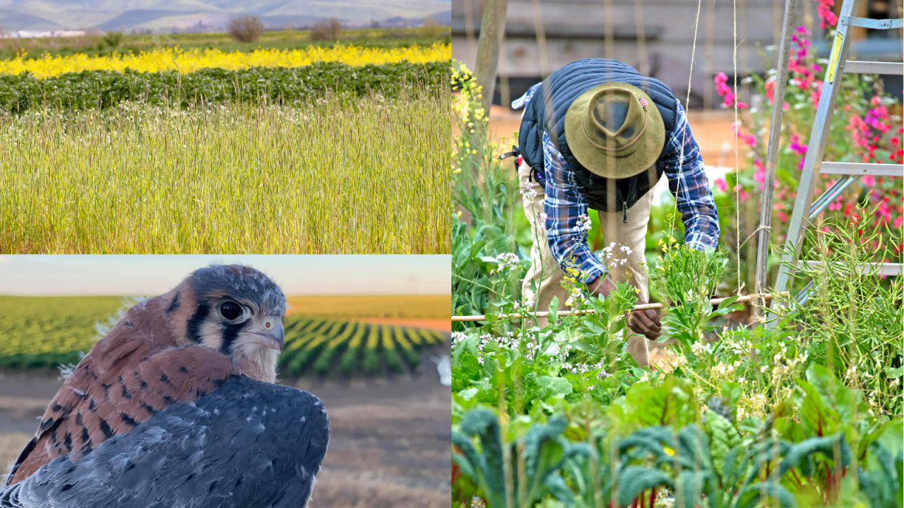 Collage of cover crops, a community garden, and a young male kestrel